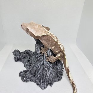 아잔틱 화이트포트홀