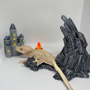 릴리100%헷아잔틱