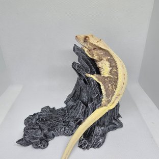 릴리화이트 솔리드백