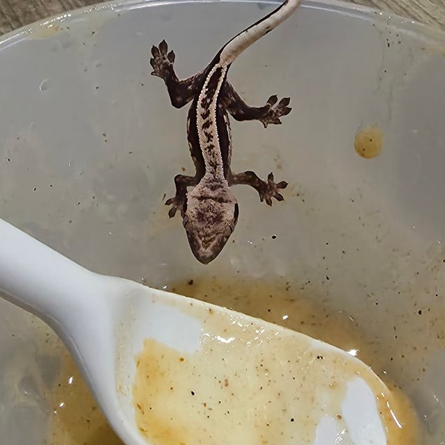 100%헷아잔틱 풀핀 다크