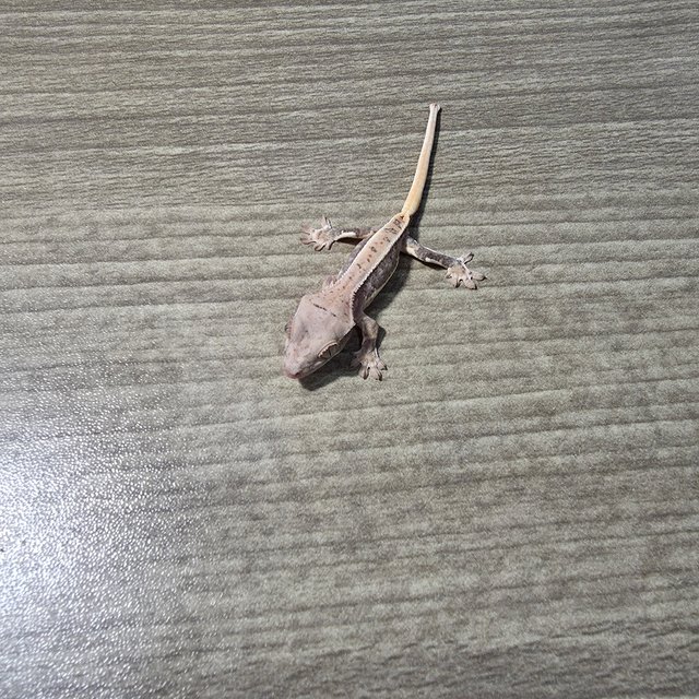 릴리100%헷아잔틱