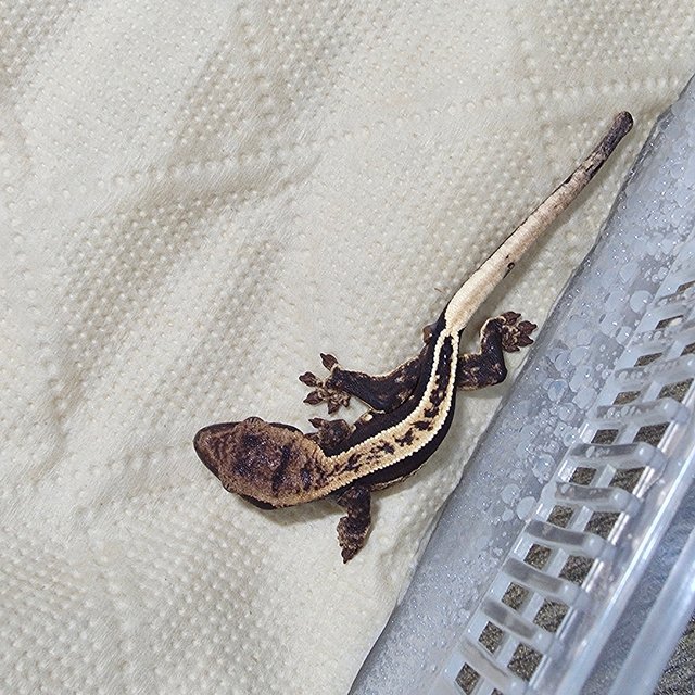 100%헷아잔틱 풀핀 다크