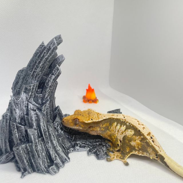 노멀 트라이 달마시안 익스트림할리퀸 풀핀