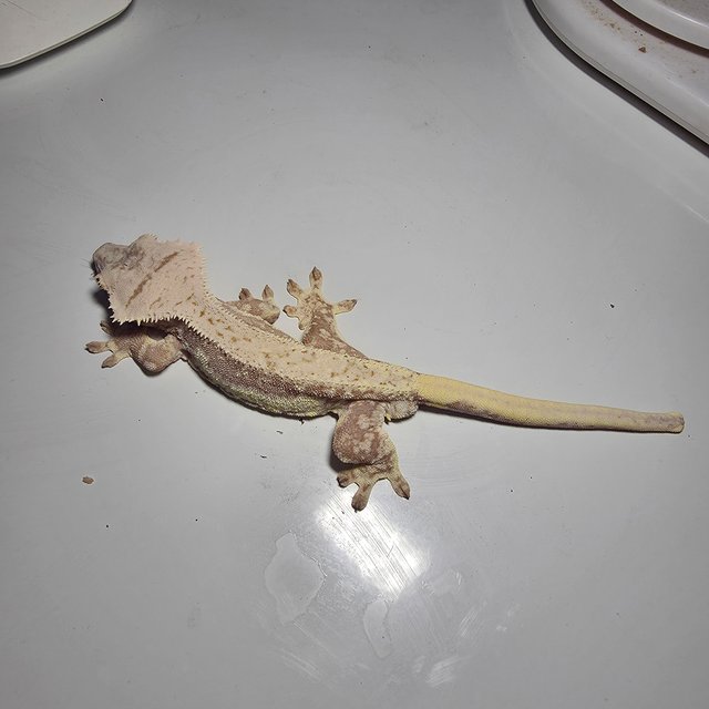 릴리화이트 레드