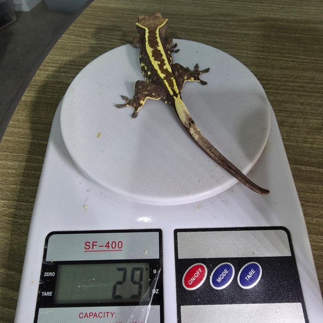 카푸치노 핀스트라이프 화이트포트홀