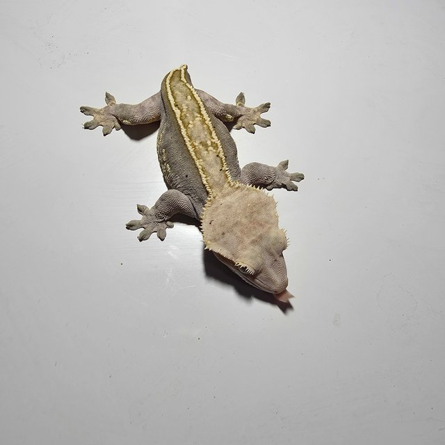 노멀 엠티백 풀핀