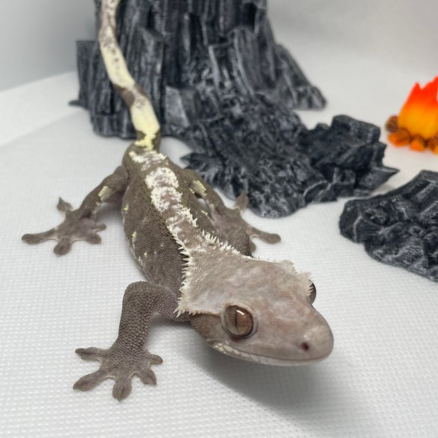 아잔틱 화이트포트홀