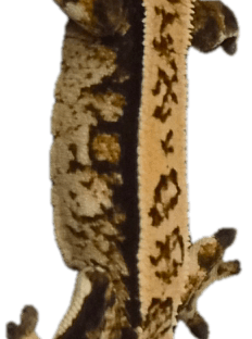 화이트스팟 노멀 핀스트라이프 화이트포트홀 쿼드