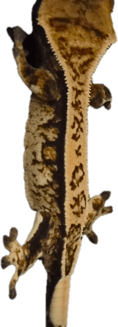 화이트스팟 노멀 핀스트라이프 화이트포트홀 쿼드