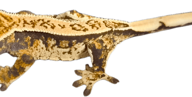 화이트스팟 노멀 핀스트라이프 화이트포트홀 쿼드