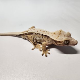 노멀 트라이 익스트림할리퀸