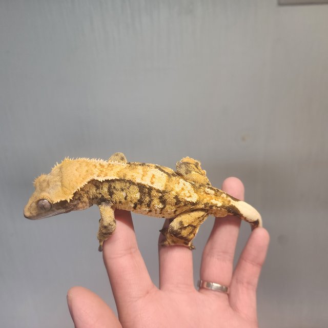 노멀 트라이 익스트림할리퀸