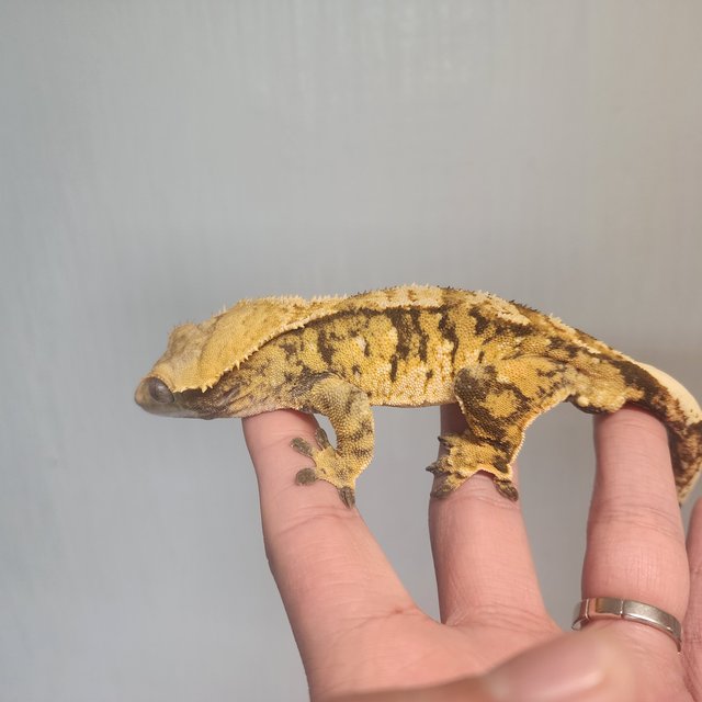 노멀 트라이 익스트림할리퀸