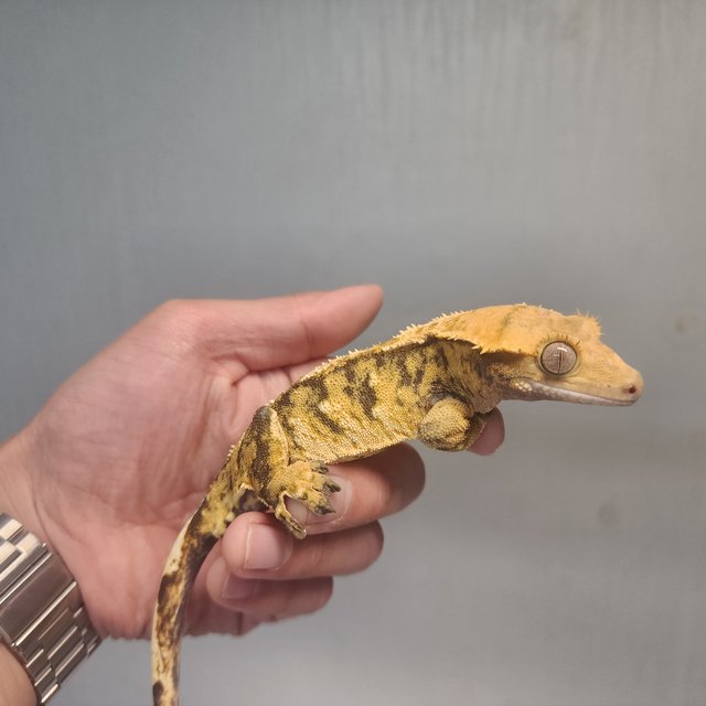 노멀 트라이 익스트림할리퀸