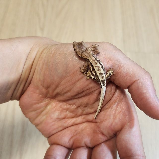 프라푸치노