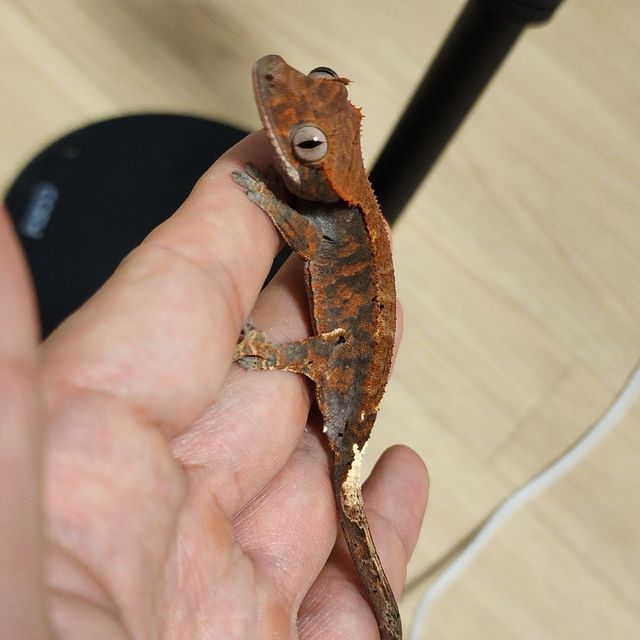 카푸치노 텐저린