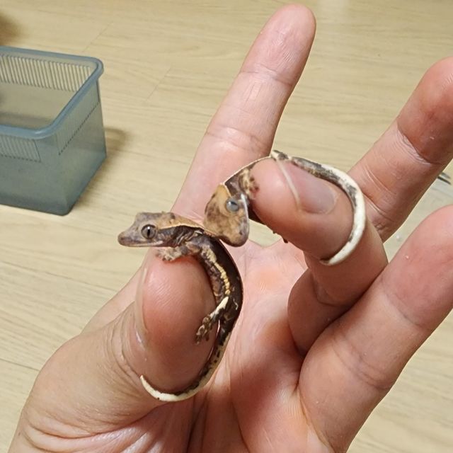 릴리100%헷아잔틱