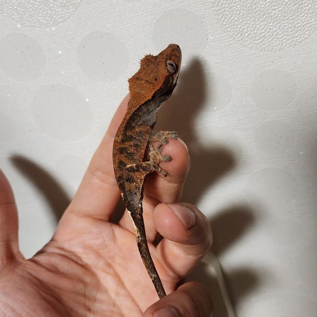 카푸치노 텐저린
