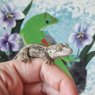 노멀 스트라이프