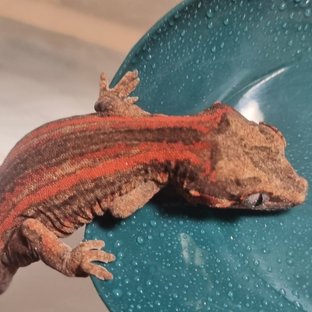 레드 스트라이프