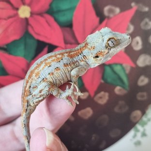 레드 스트라이프 블로치드