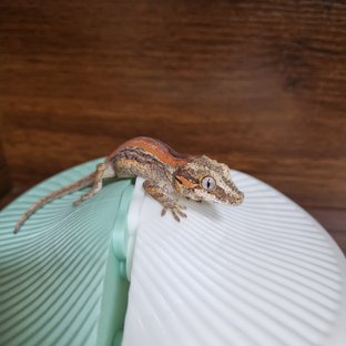 레드 오렌지 스트라이프