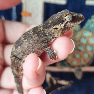 레티큘 오렌지 블로치드