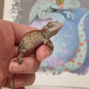 오렌지 레드 스트라이프