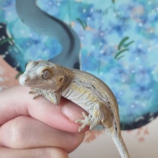 노멀 스트라이프