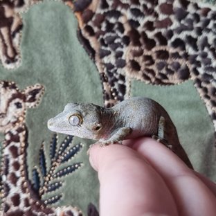 레티큘 블로치드