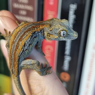 쨍쨍이♡케챱B1