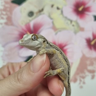 화이트 스트라이프