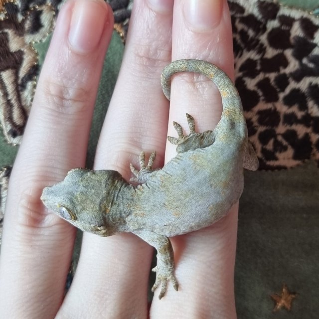 레티큘 블로치드