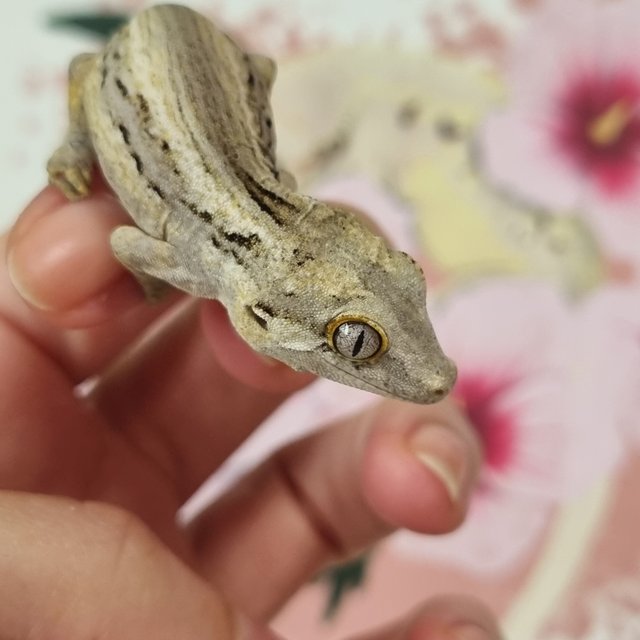 화이트 스트라이프