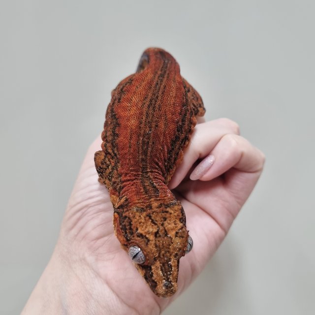 레드 스트라이프