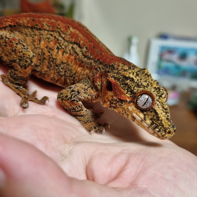 레드 스트라이프