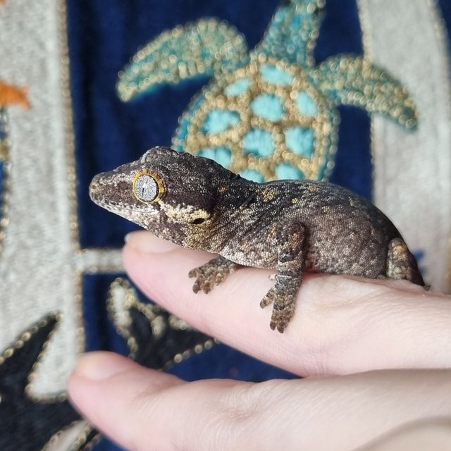 레티큘 오렌지 블로치드