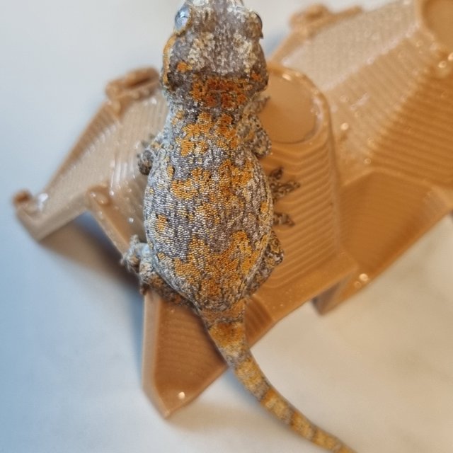 오렌지 스켈레톤 블로치드