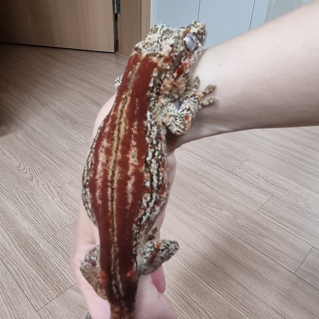 레드 스트라이프