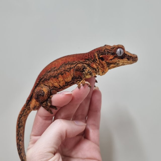 레드 스트라이프