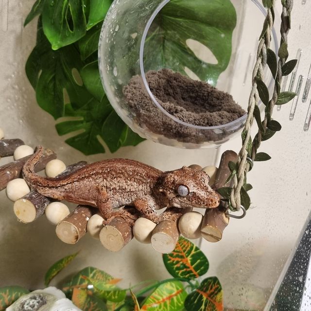 레드 스트라이프