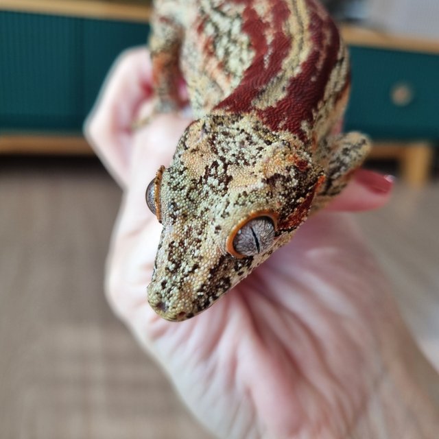 레드 스트라이프