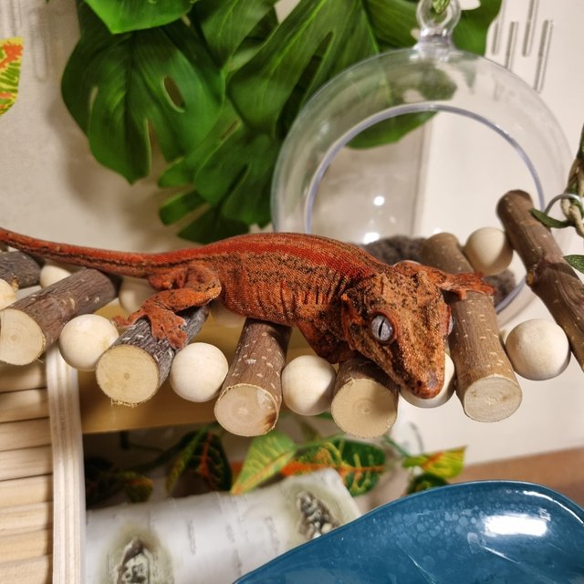 레드 스트라이프