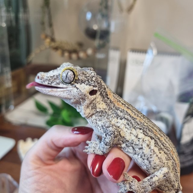 옐로우 오렌지 스트라이프