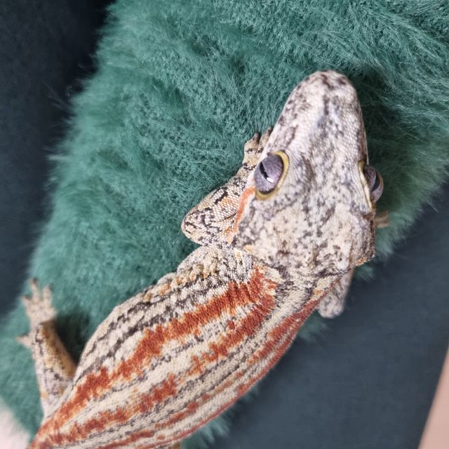 오렌지 스트라이프