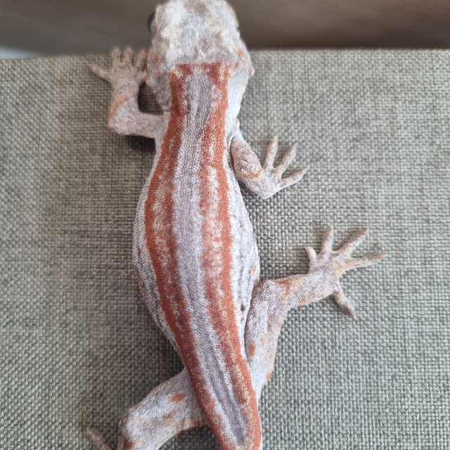 레드 오렌지 스트라이프