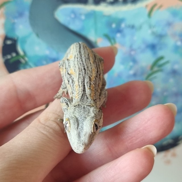 노멀 스트라이프