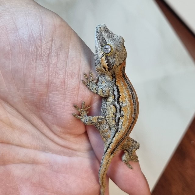 레드 스트라이프