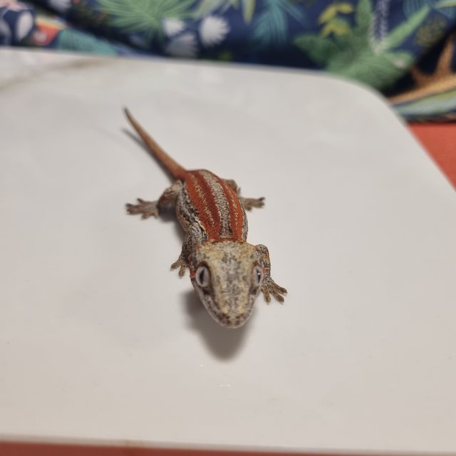 오렌지 스트라이프