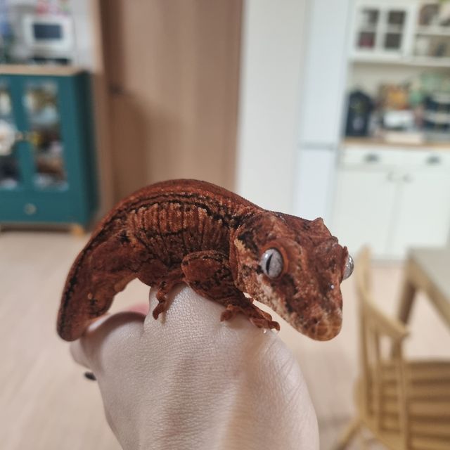 오렌지 스트라이프